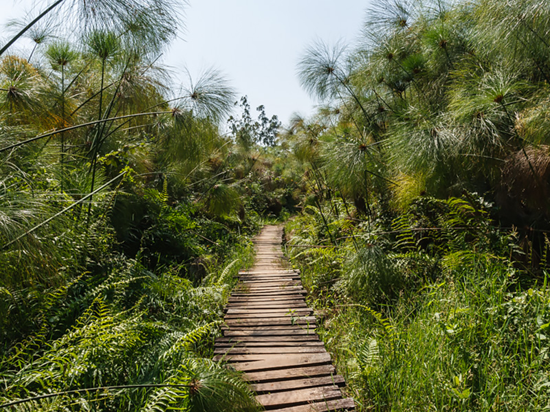 Go Birding at Bigodi Wetland Sanctuary