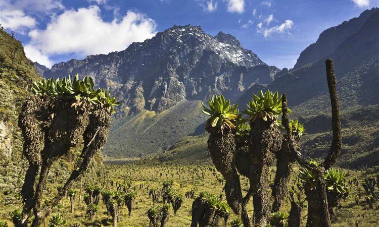 Visit Rwenzori Mountains National Park